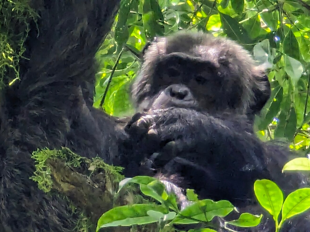 Kalinzu Central Forest Reserve-Bushenyi必去景点