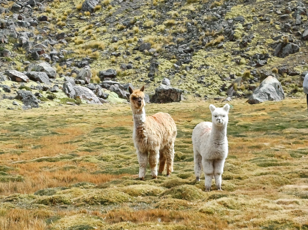 Colonia Adventures E.I.R.L-瓦拉斯必去景点