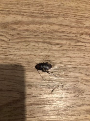 SpringHill Suites杰克逊维尔海滩海滨酒店-客卧