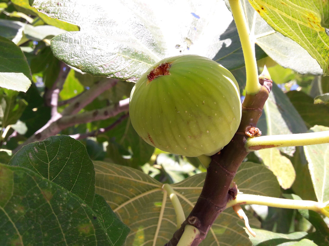 Kaminakia Apartments主图