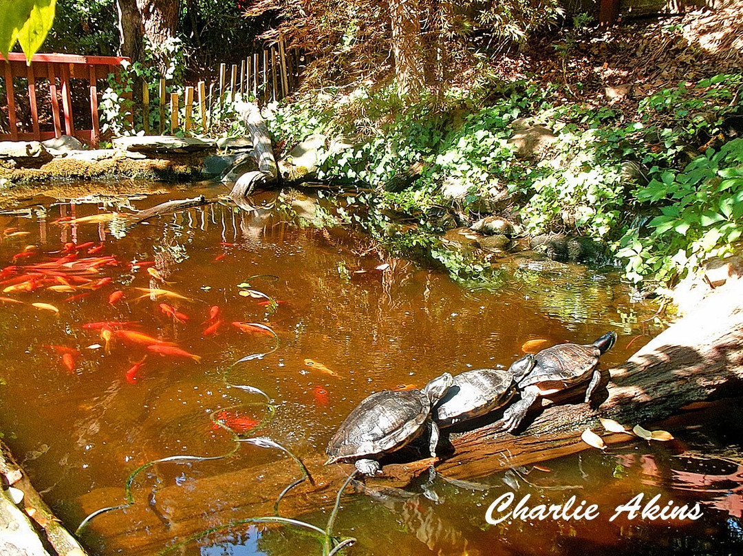 Mill Mountain Zoo-罗阿诺克必去景点