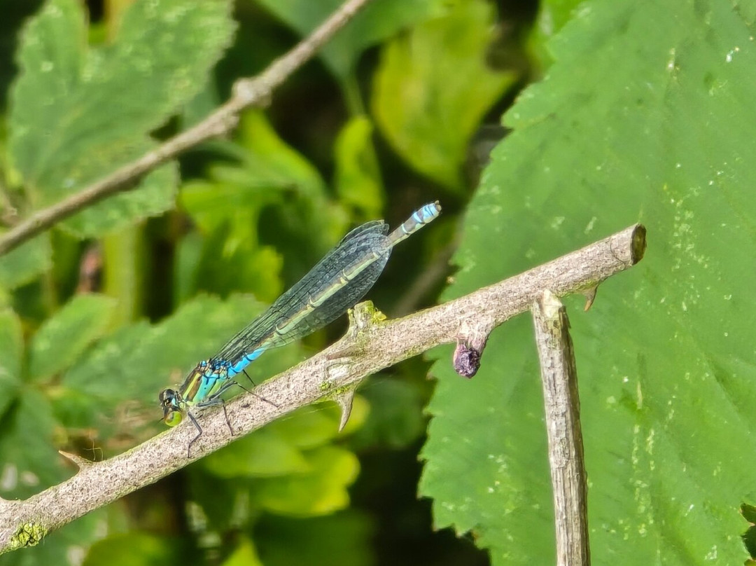 RSPB Fen Drayton Lakes景点图片