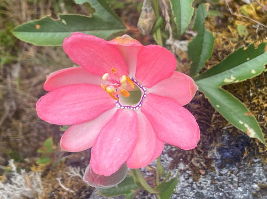 Ana Wanke-库里提巴必去景点