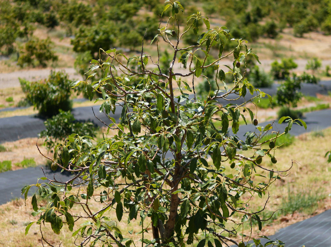 Finca Solmark景点图片