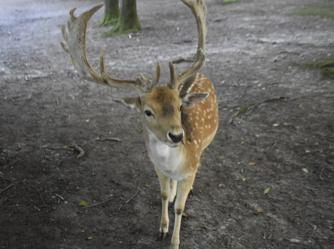 Marselisborg Deer Park景点图片