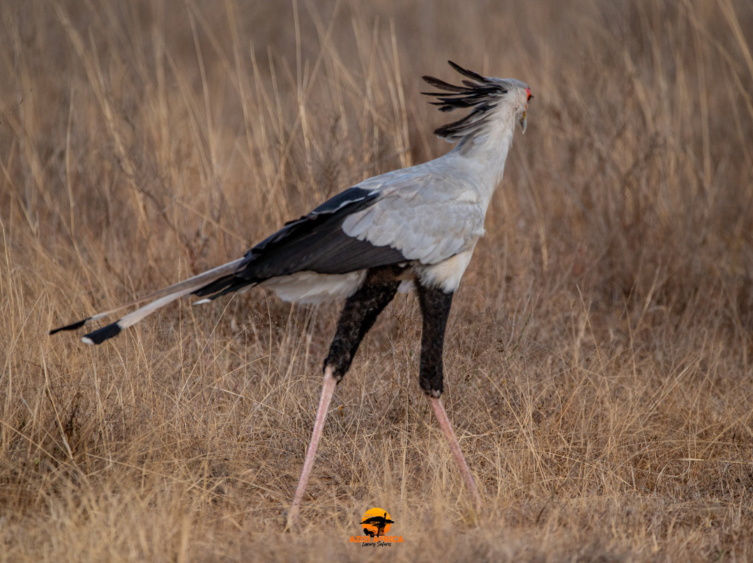 Azizi Africa Luxury Safaris-Karen必去景点