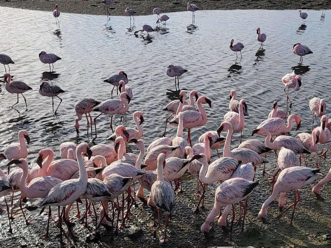 Sandwich Harbour 4x4-华维斯湾必去景点