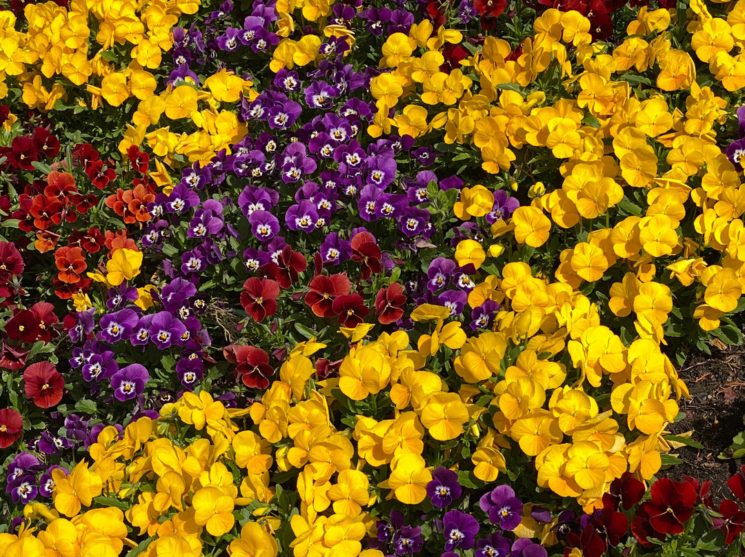 The Corbett Gardens-鲍勒尔必去景点