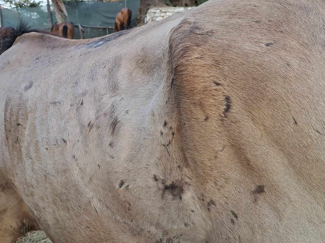 Caravan Horse Riding Albania-吉诺卡斯特必去景点