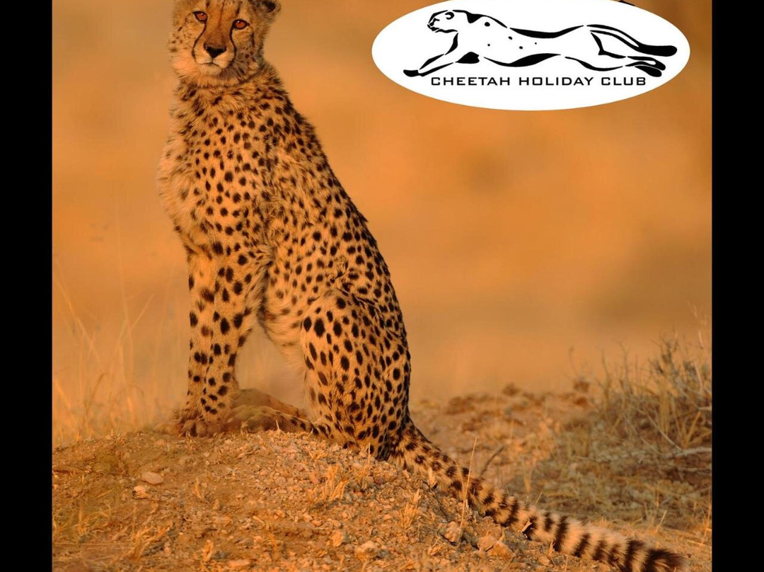 Cheetah Holiday Club主图