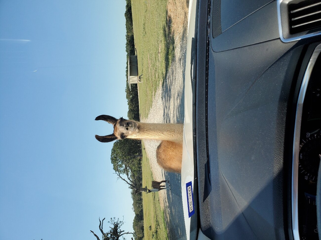 Texas Zoofari Park-Kaufman必去景点