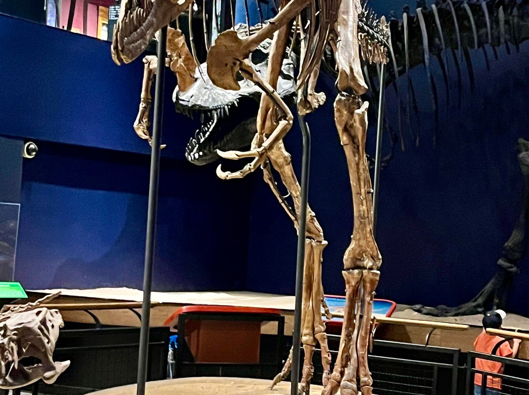 Burpee Museum of Natural History-罗克福德必去景点