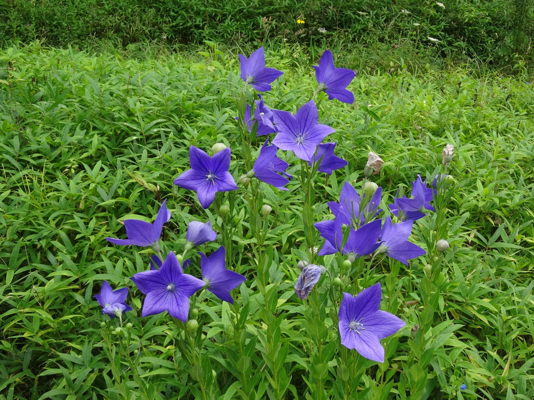 六花之森-中札内村必去景点