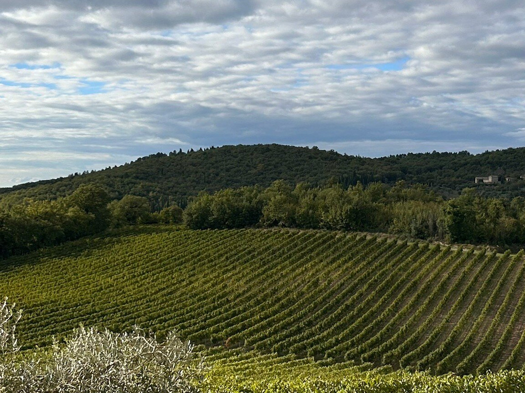 Bindi Sergardi Estates & Vineyards景点图片