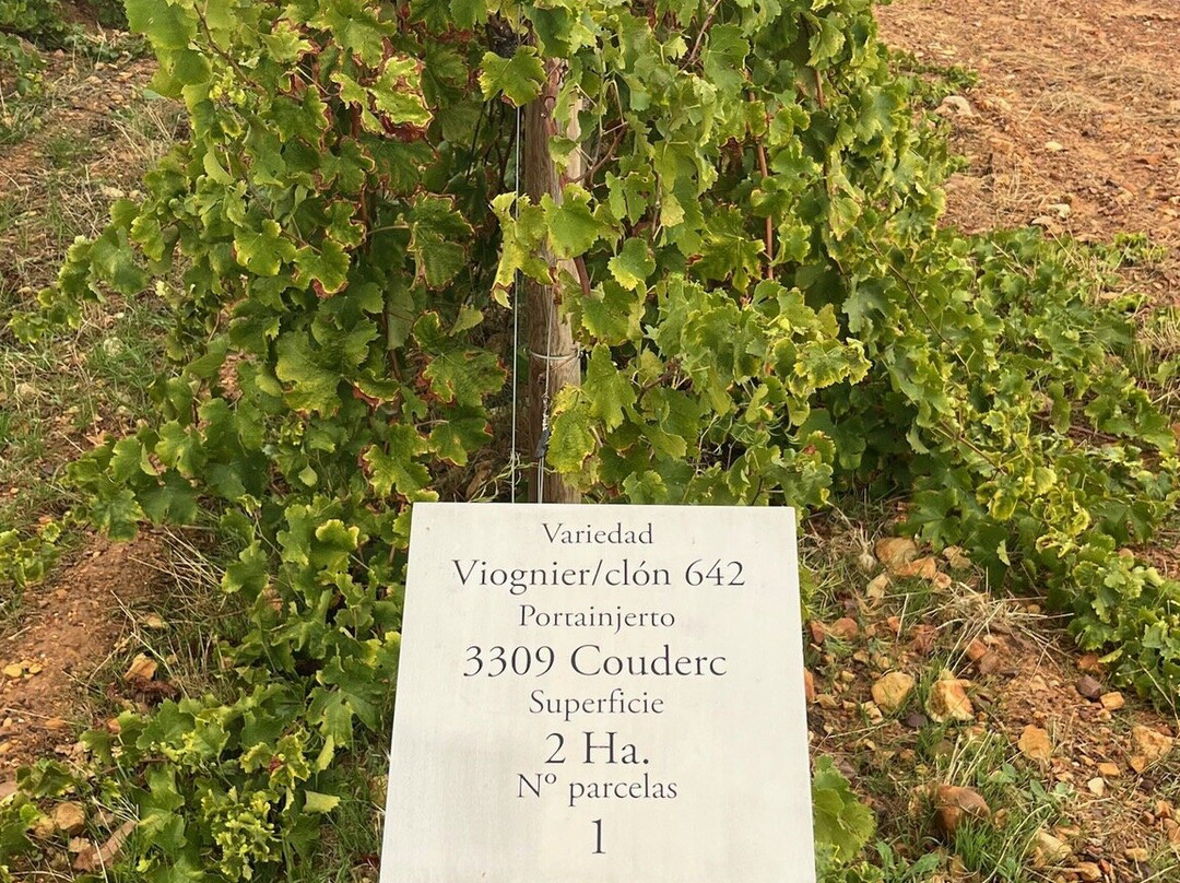 Weingut Vallegarcia景点图片