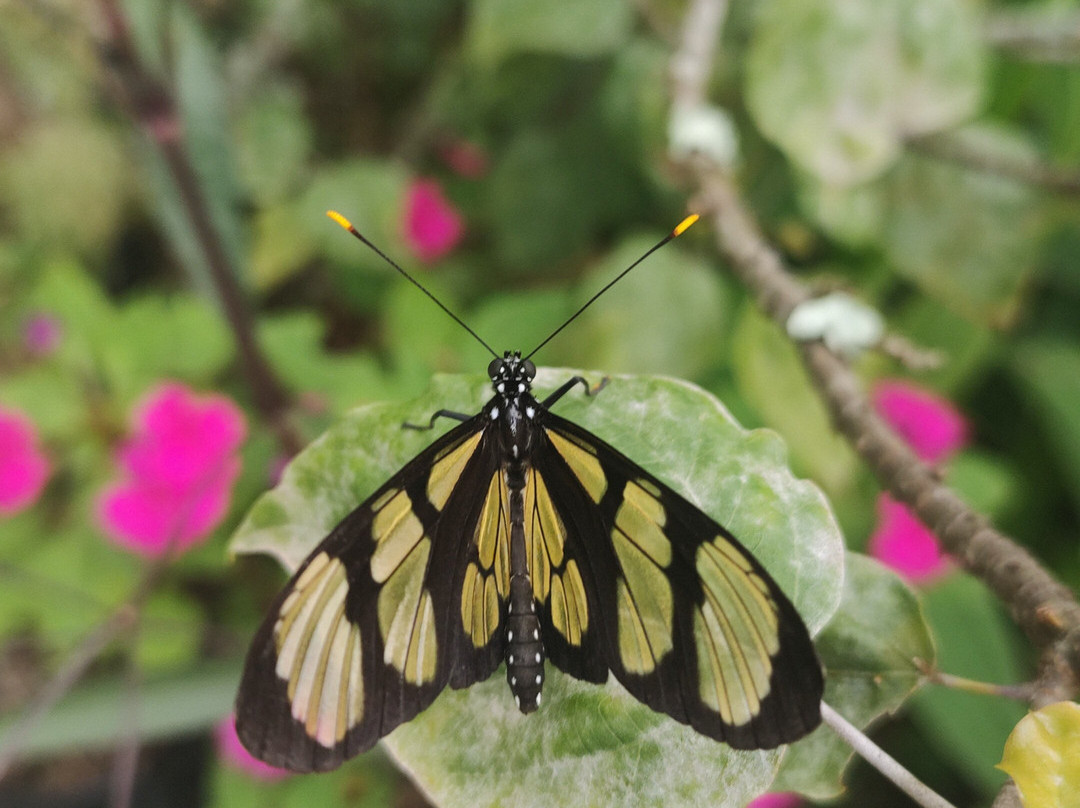 Borboletário Teresópolis-特雷索波利斯必去景点
