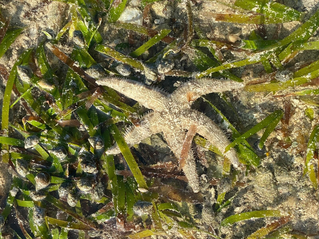 Walakiri Beach景点图片