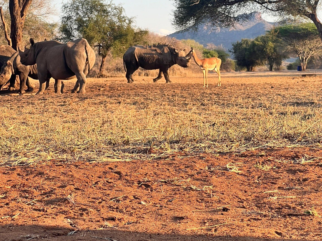 Mkomazi National Park Rhino Sanctuary-Same必去景点