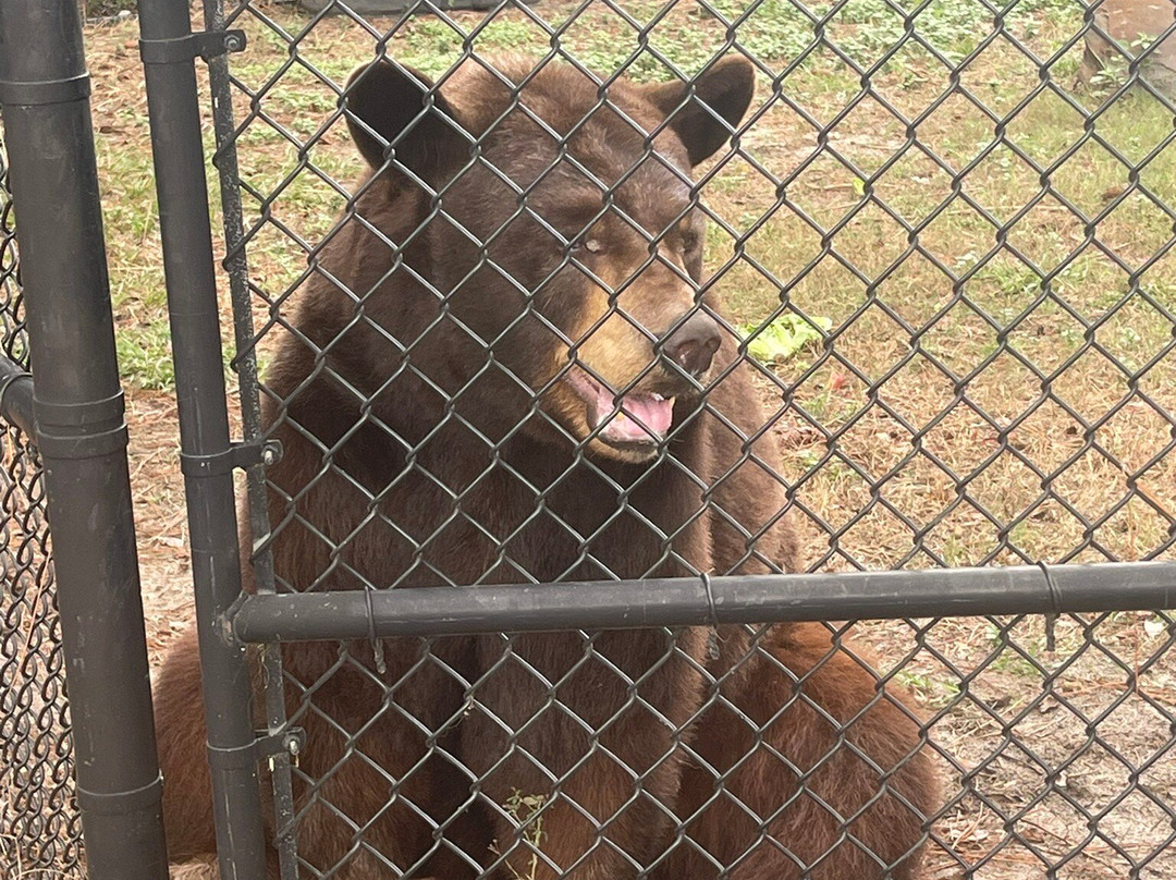 Alabama Gulf Coast Zoo-格尔夫海岸必去景点