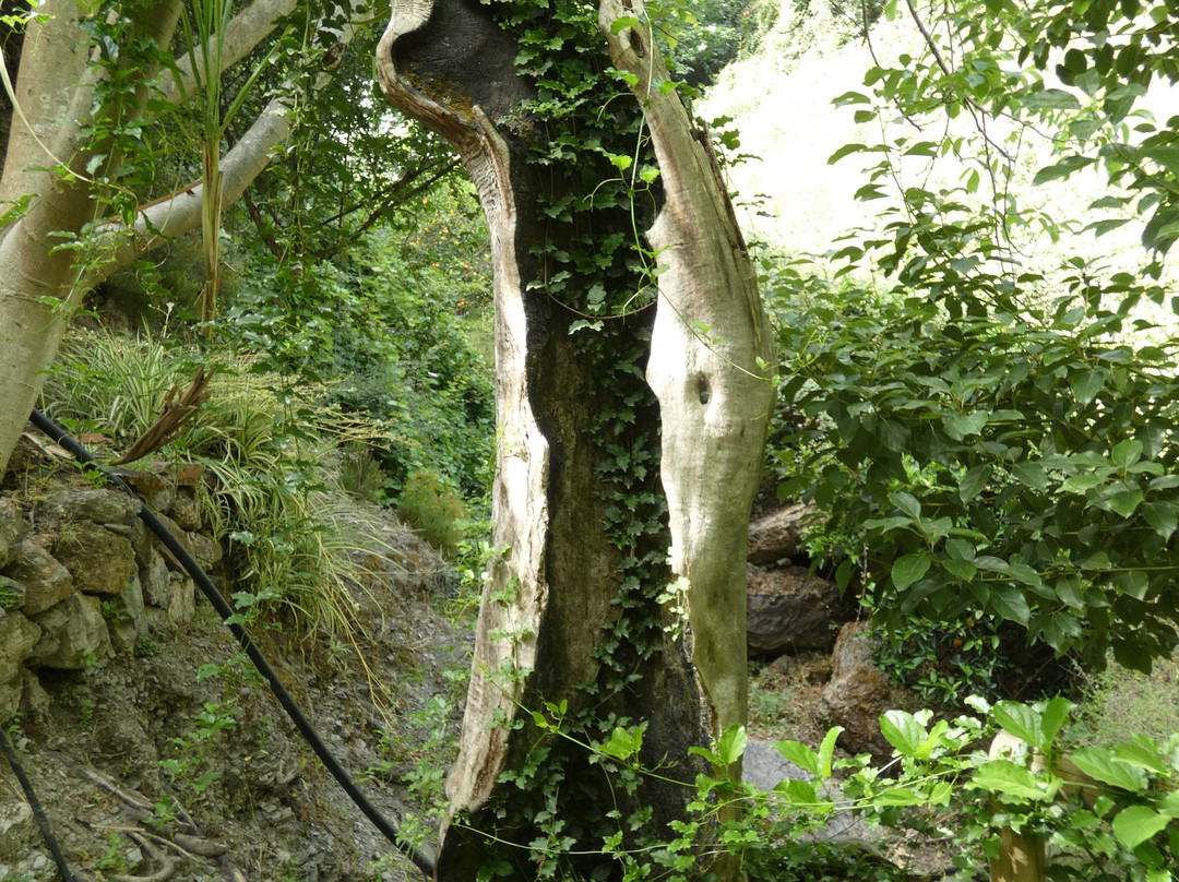 Botanical Park & Gardens of Crete景点图片