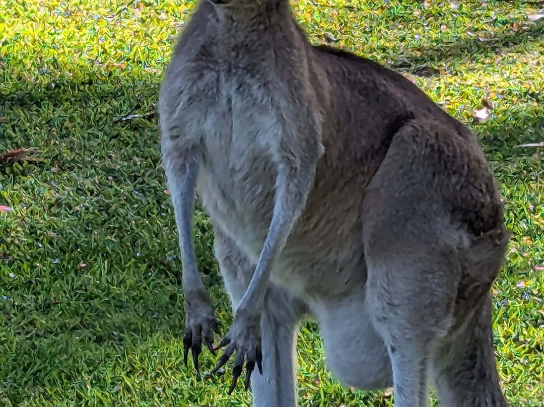 Nelson Bay Golf Club-尼尔森湾必去景点