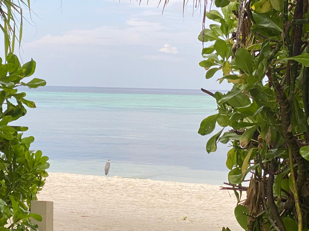 Lubinu Maldives Tour