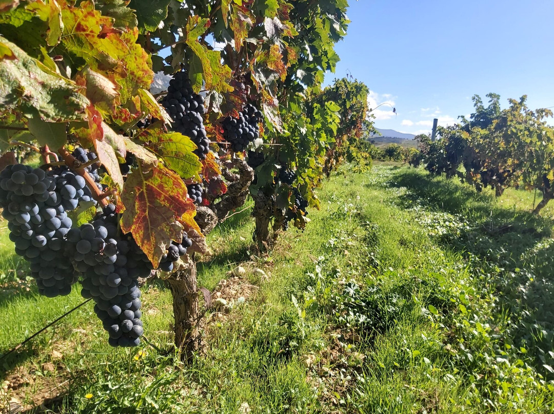 Bodegas J.F. Iradier景点图片