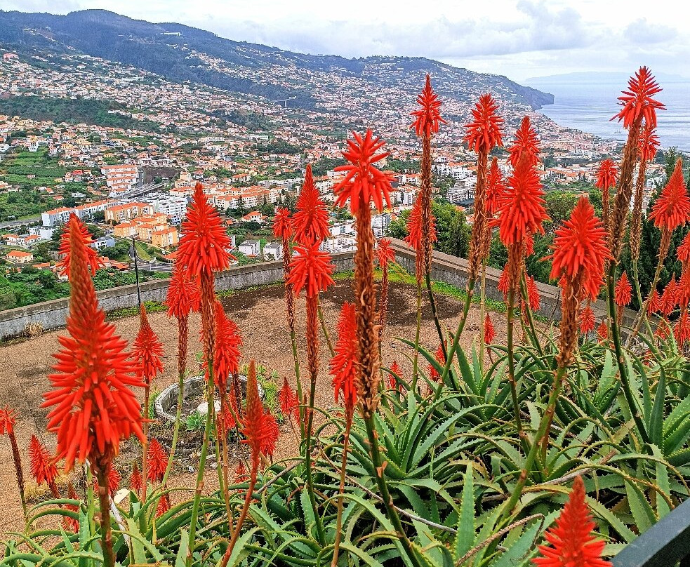 Miradouro Pico Dos Barcelos-沙尔必去景点
