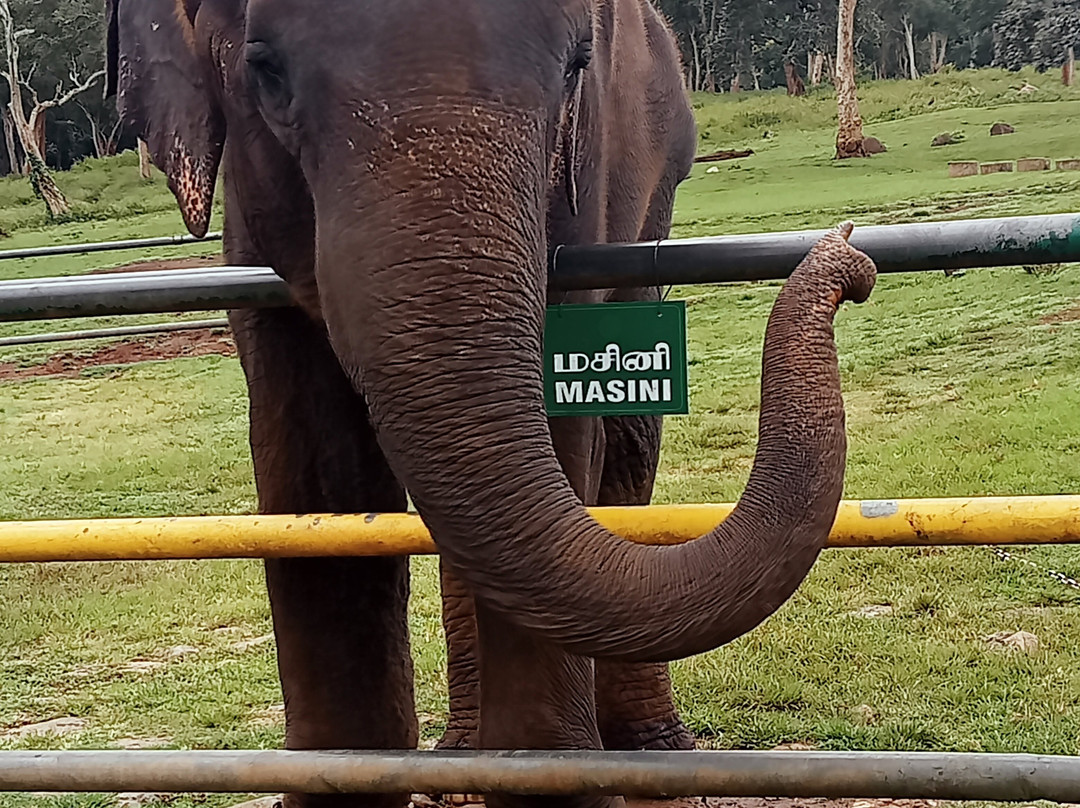 Theppakadu Elephant Camp景点图片