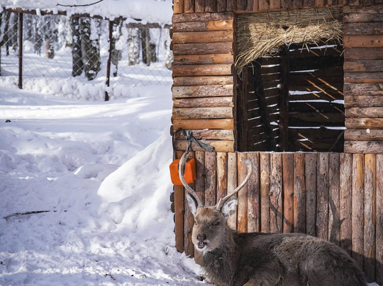 Hello China Trip Harbin-哈尔滨市必去景点