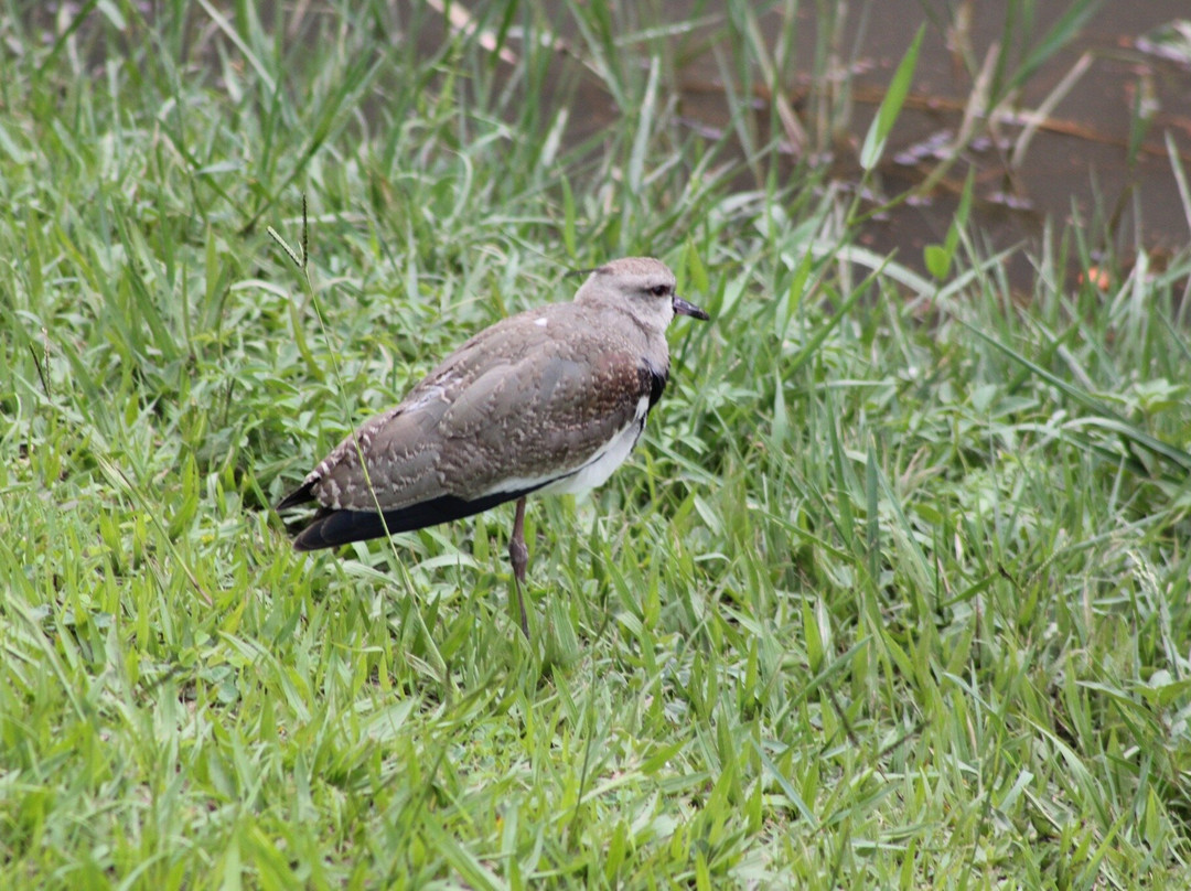 Parque Ecologico Da Pampulha-贝洛哈里桑塔必去景点