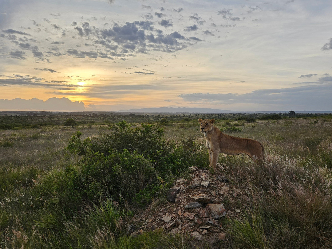 Jimfire Safaris and Transfers