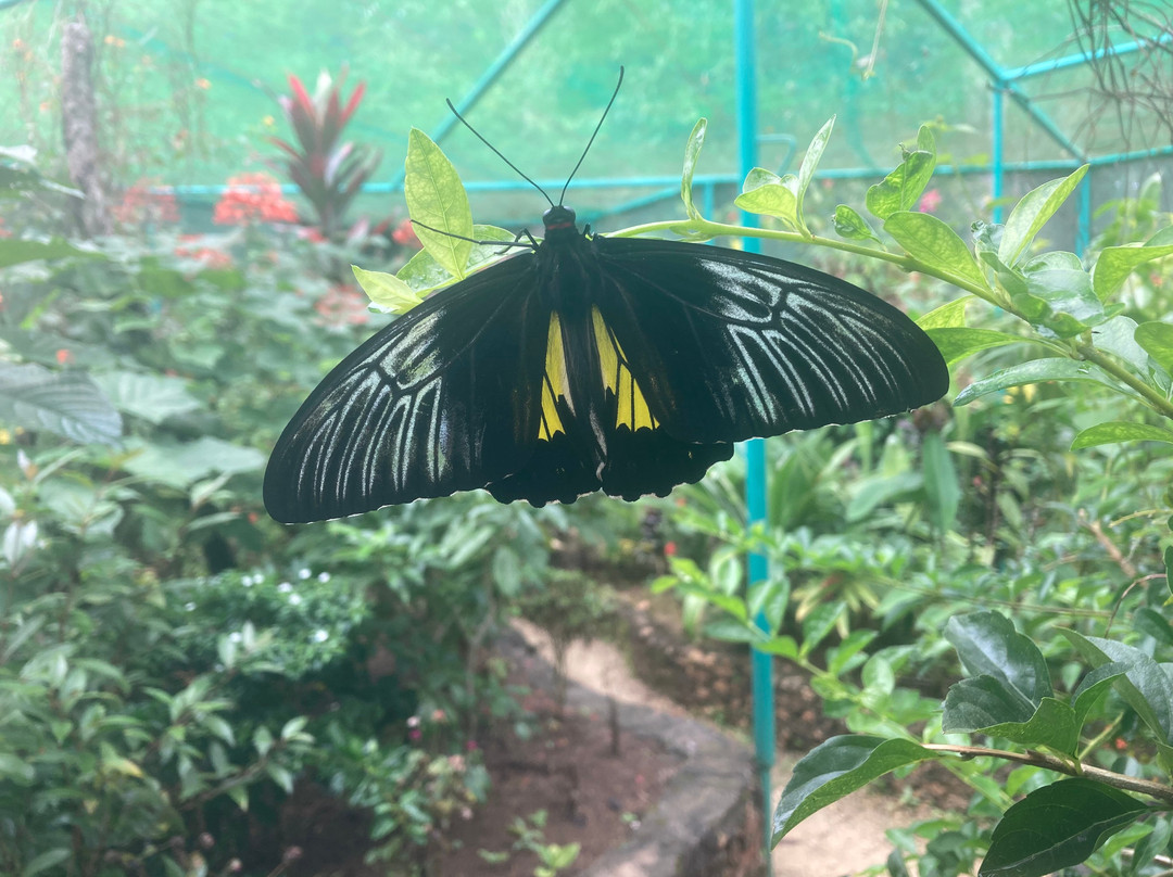 Siquijor Butterfly Sanctuary景点图片