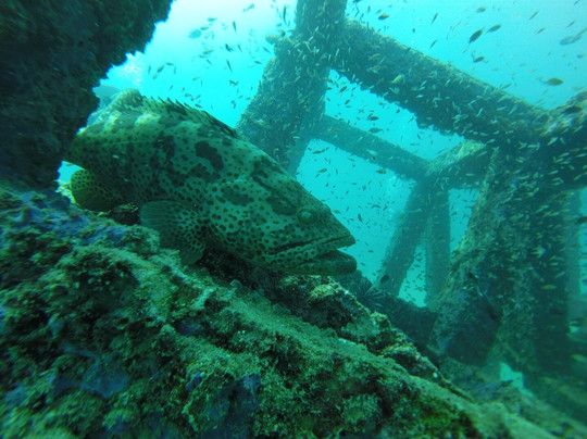 Oceanic Divecenter-卡塔海滩必去景点