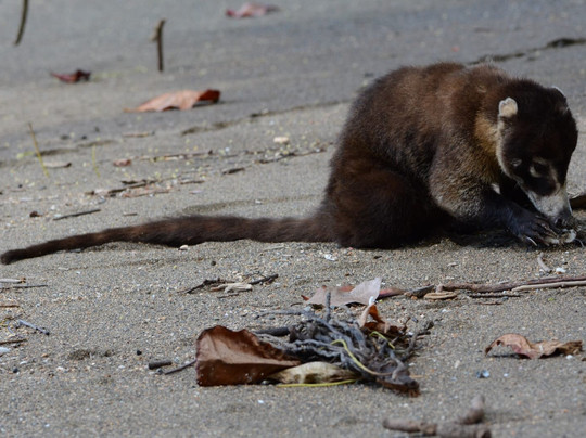 Costa Ballena Explore-彭塔雷纳斯必去景点