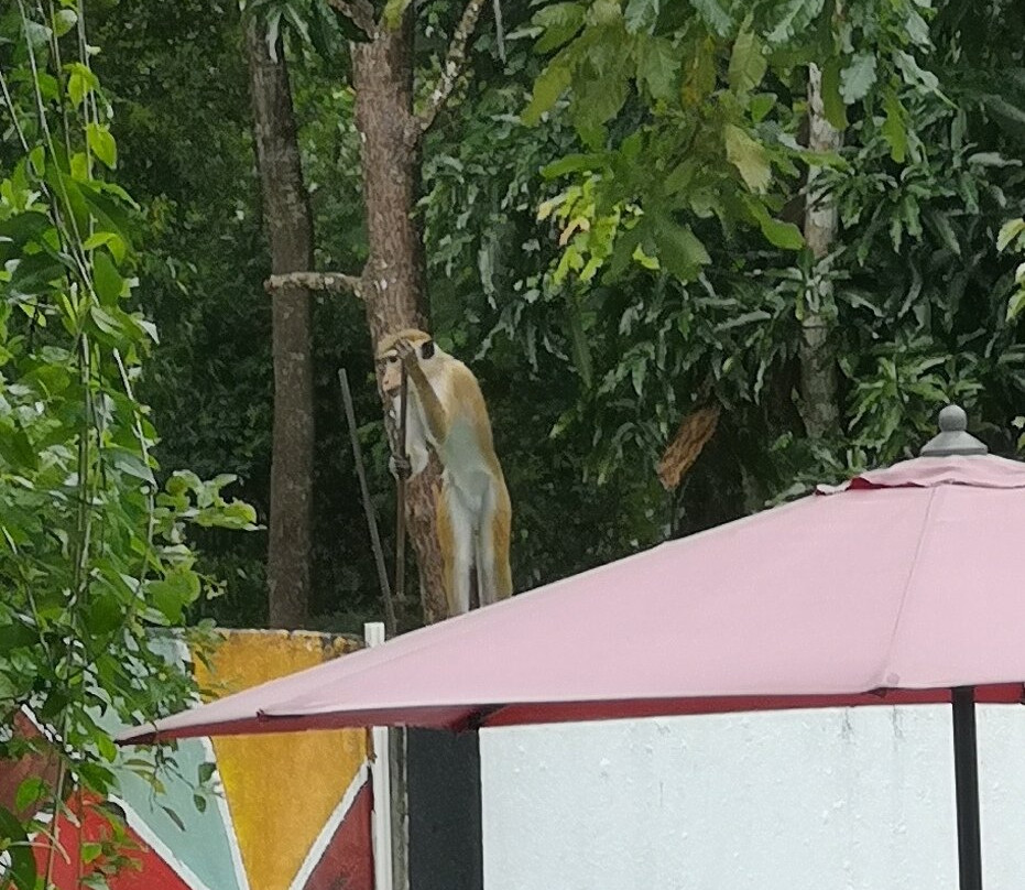 Lavish Resort By Indigo