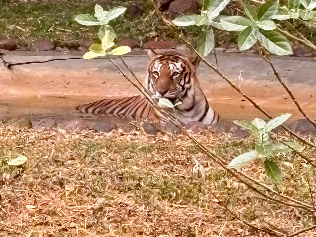 Bannerghatta Biological Park景点图片