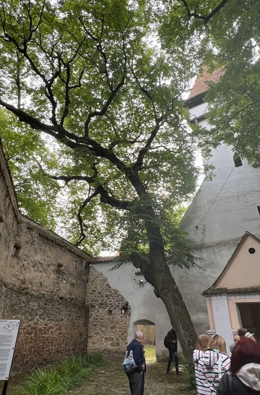 Fortified Evangelical Church of Cincsor景点图片