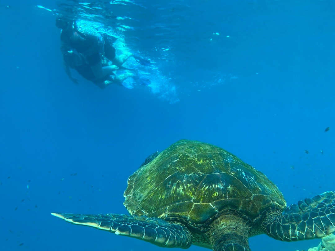 Maui Kayak Adventures-基黑必去景点