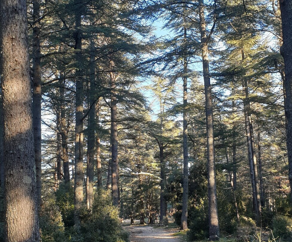 Forêt de Cèdres景点图片