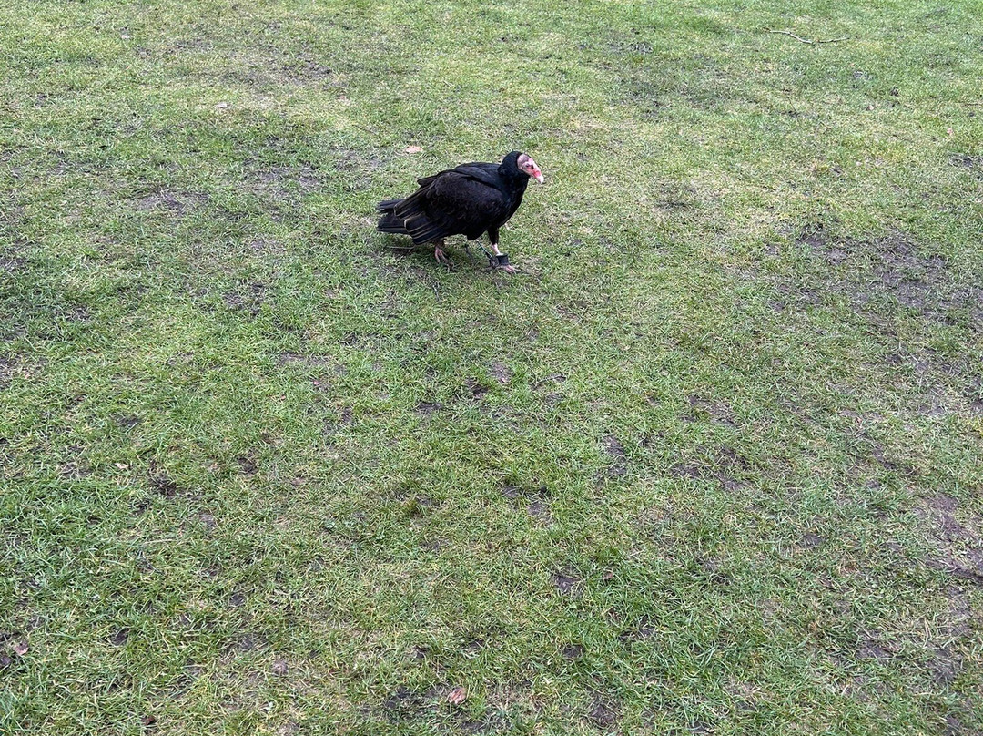 Cheshire Falconry-Northwich必去景点