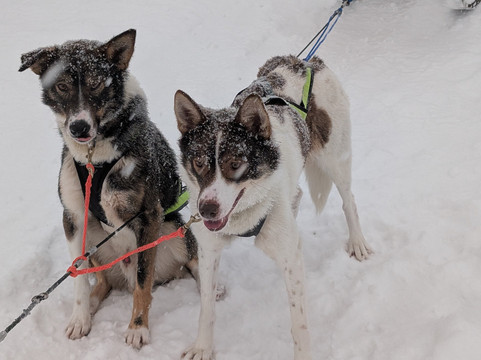基律纳狗拉雪橇之旅-基律纳必去景点