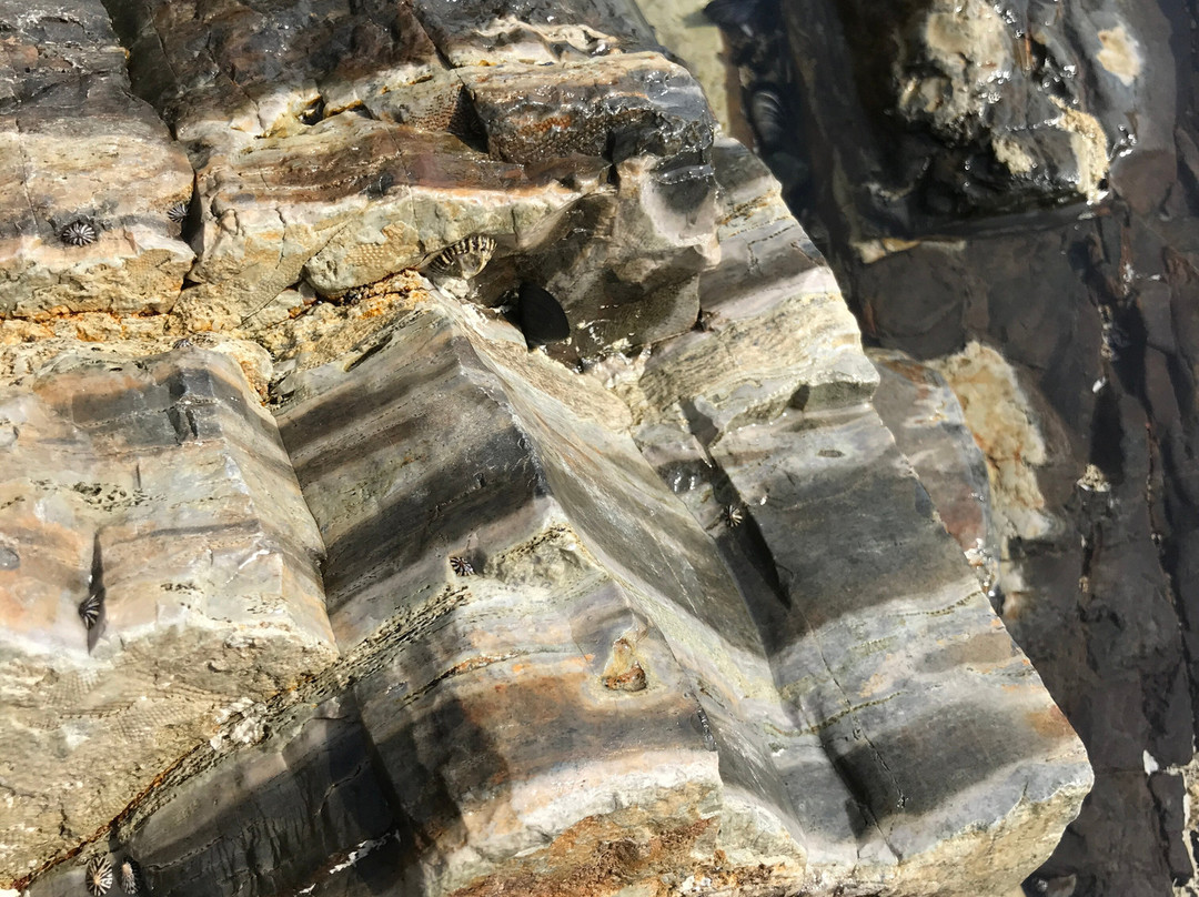 Fossil Cove景点图片