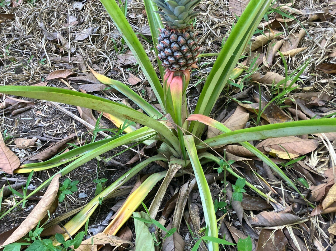 Bwa Mzee Spice Farm-基万嘎必去景点