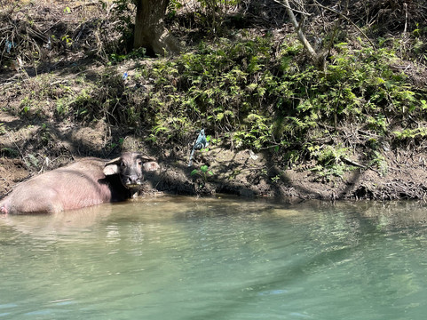 hagiangtrips-Ha Giang必去景点