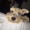bobbyripe