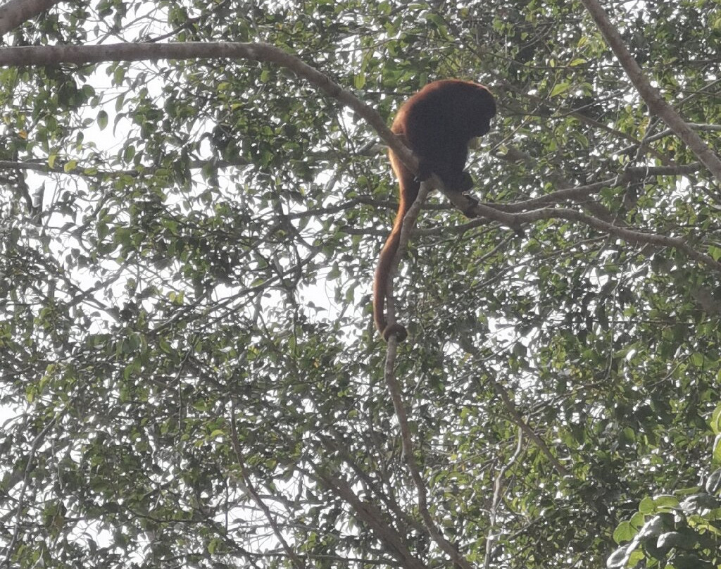 Hotel Selva Negra主图