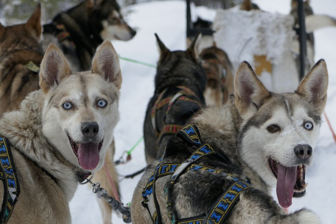 Taigausko Husky Experience-伊纳里必去景点