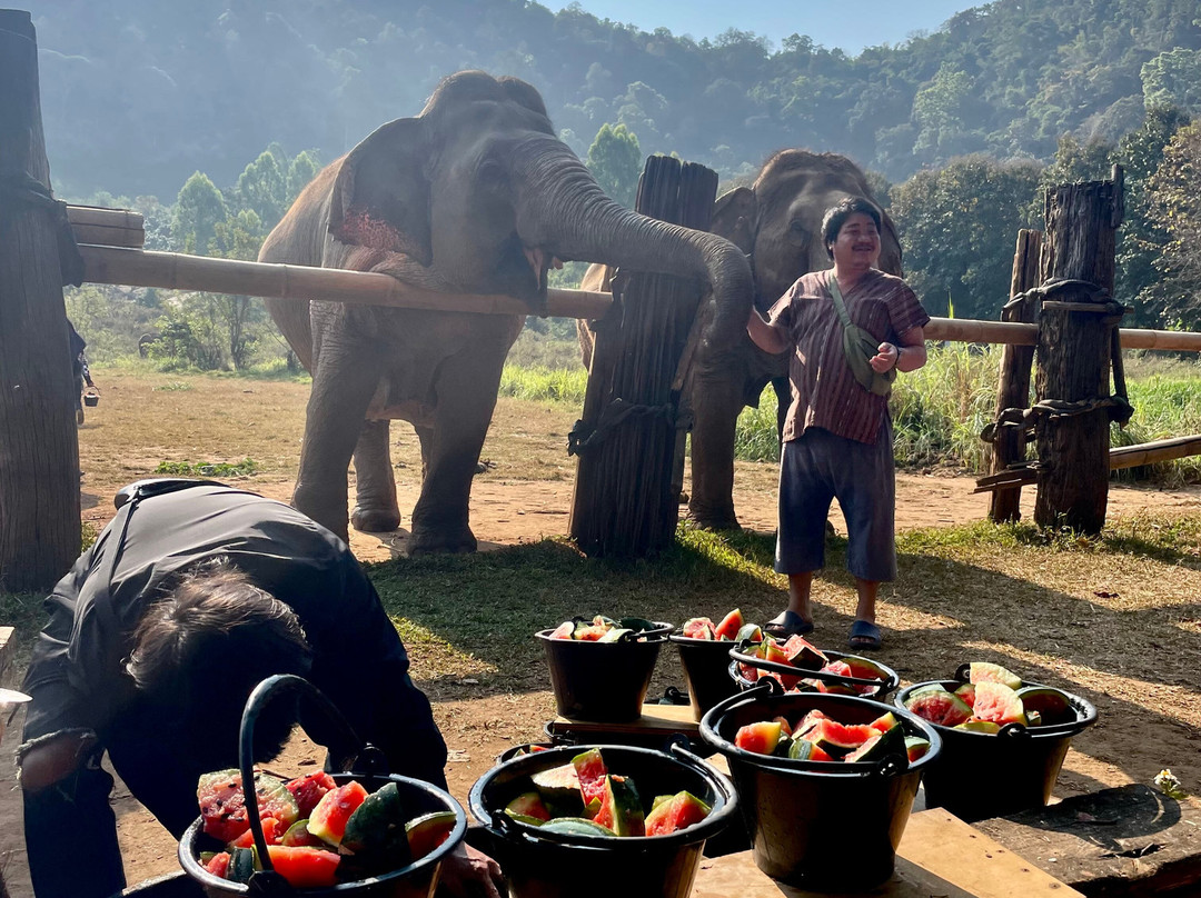 Happy Elephant Home-夜登必去景点
