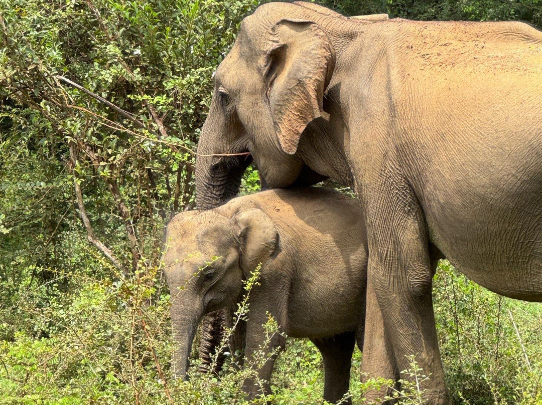 Yala Wild Gate Safari-Yala必去景点